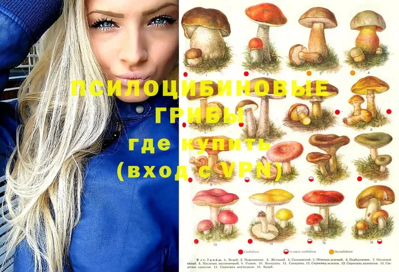 Псилоцибиновые грибы мухоморы  Карачаевск 